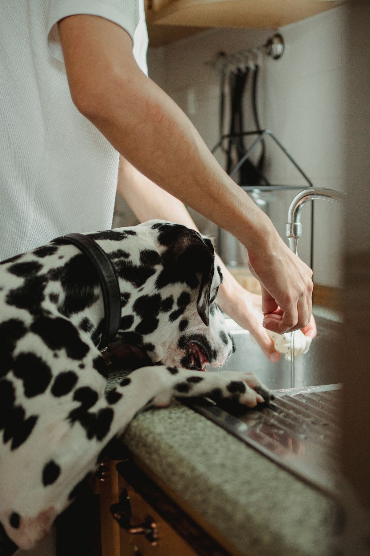 A spotted dog drinking fresh water at a home kitchen sink