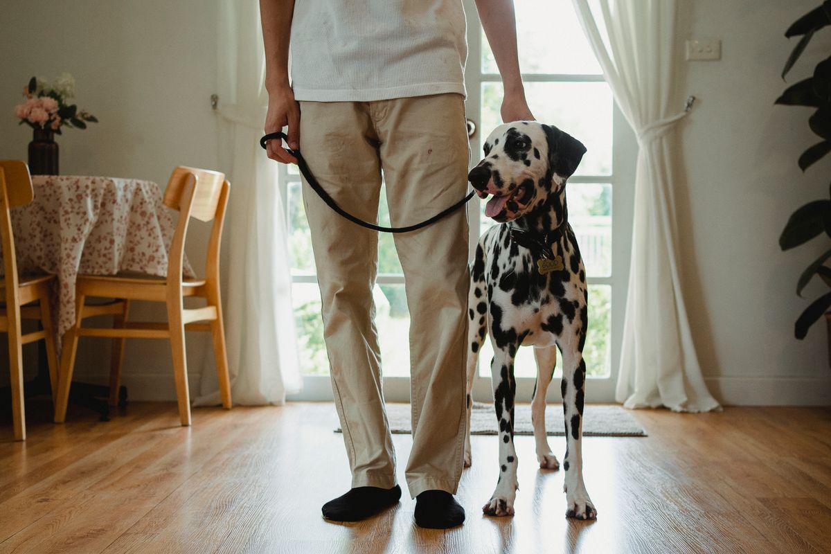 Köpeğim Asansöre Binmiyor: Korkuyu Güvenle Nasıl Aşar? - Görsel 1