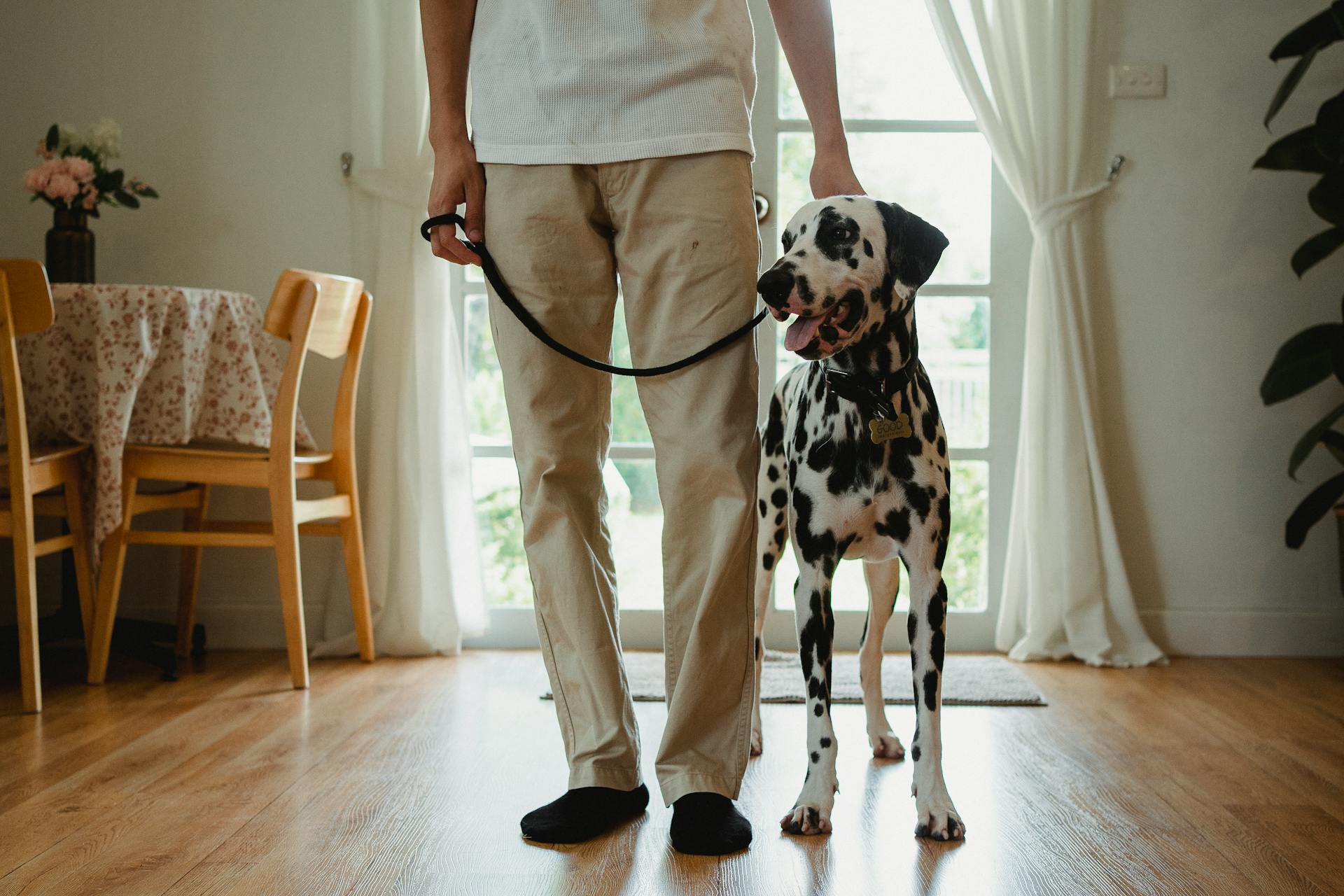 Dalmatian Dog on a Leash