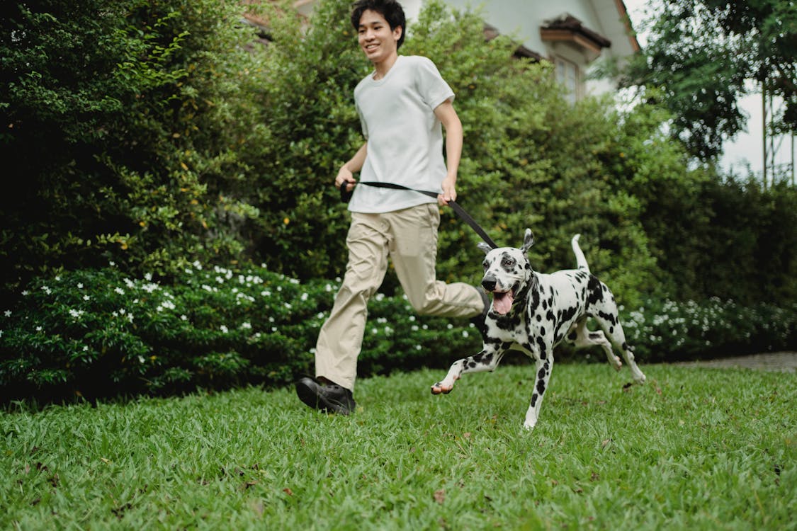 Free Man in White T-shirt and Brown Pants Holding a Leash Stock Photo