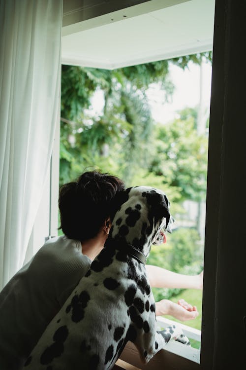 Free Man Looking Out the Window with his Dog Stock Photo