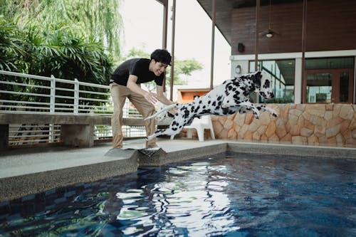 Free Dog Jumping in the Pool Stock Photo