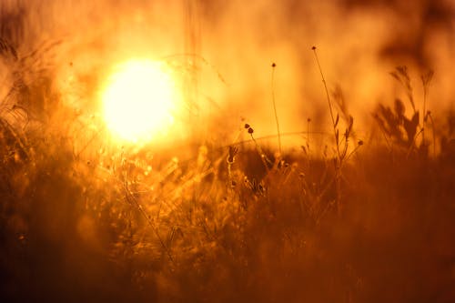 Grass Field during Sunset