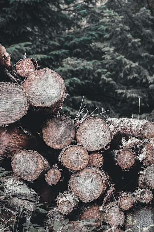 A Pile of Brown Wood Logs Near Trees