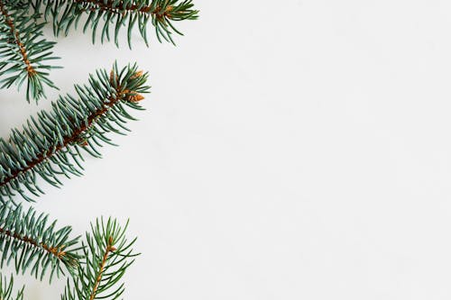 Free Green and Brown Pine Tree Stock Photo