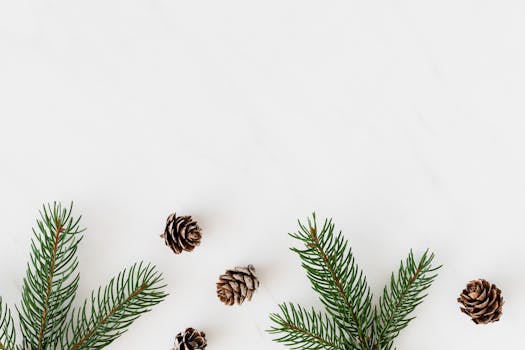 Simple still life of evergreen branches and pine cones on a white background.