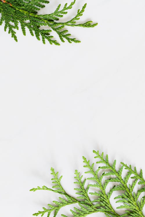 Free Thuja Branches and Copy Space Stock Photo
