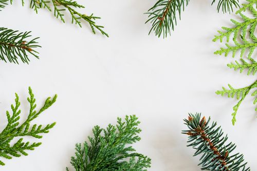 Free Top-down view of conifer branches arranged on a white background, perfect for holiday themes. Stock Photo