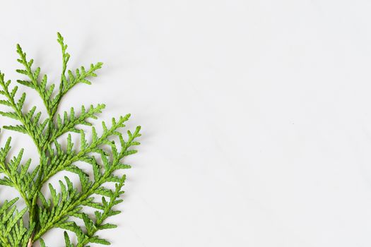 Detailed close-up of a green Thuja branch isolated on a white background with ample copy space.