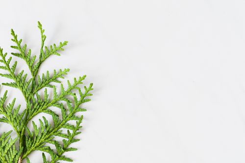Free Detailed close-up of a green Thuja branch isolated on a white background with ample copy space. Stock Photo