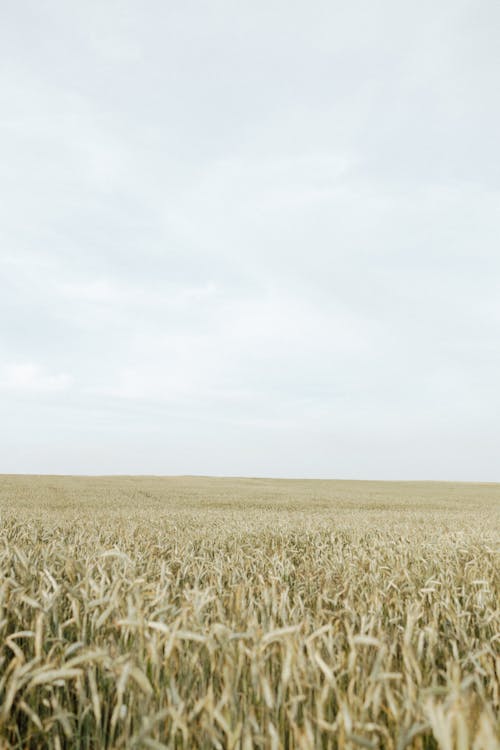 Immagine gratuita di agricoltura, campo d'erba, cielo sereno