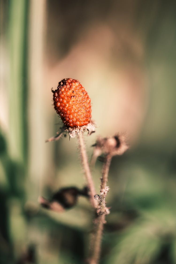 Wilted Red Berry Fruit 