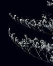 Black and white of thin branches of tree with delicate blossoming inflorescences on black background in modern dark studio inside