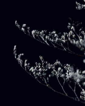 现代黑暗的工作室内，黑色背景上点缀着精致的花朵，以及黑色和白色的细树枝