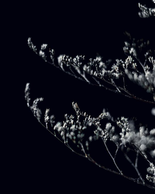 Black and white of thin branches of tree with delicate blossoming inflorescences on black background in modern dark studio inside