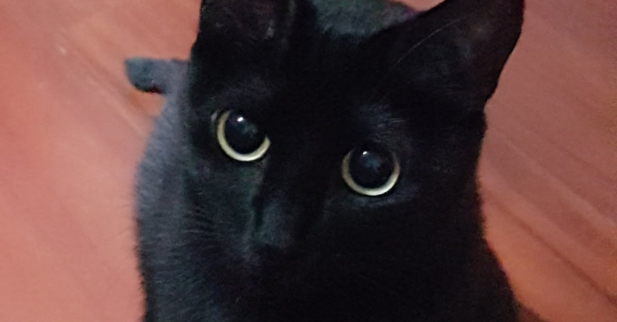 Free stock photo of black cat, cat eyes, Mildred Cat