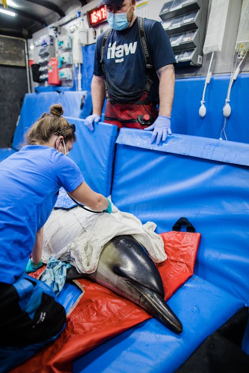 Free Veterinarians Rescuing a Dolphin Stock Photo