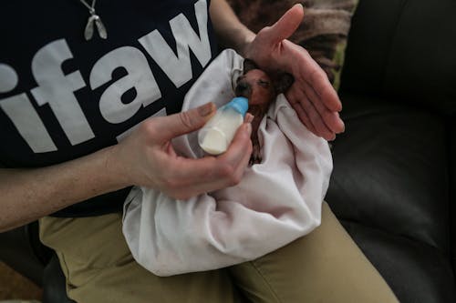 Nursing a Baby Wallaby