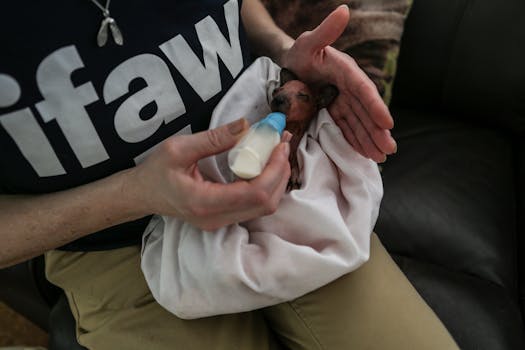 Nursing a Baby Wallaby