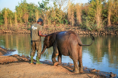 Kostnadsfri bild av afrikansk man, baby elefant, djur