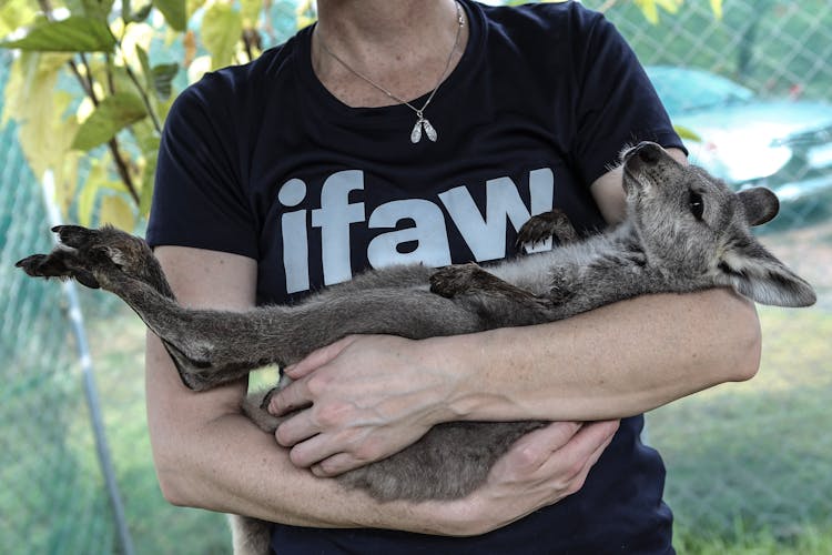 Person Carrying A Baby Wallaby