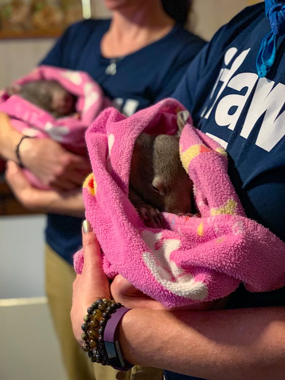 Gratis Fotos de stock gratuitas de animal, Australia, bebé wombat Foto de stock