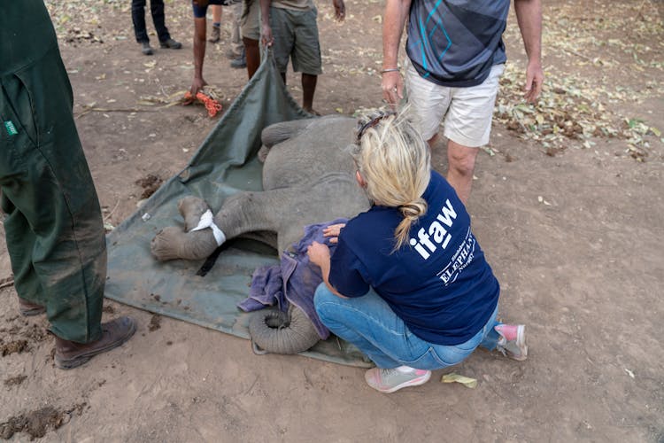 Rescuing A Baby Elephant