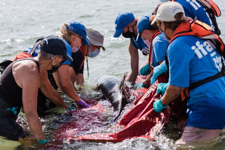 Releasing A Dolphin