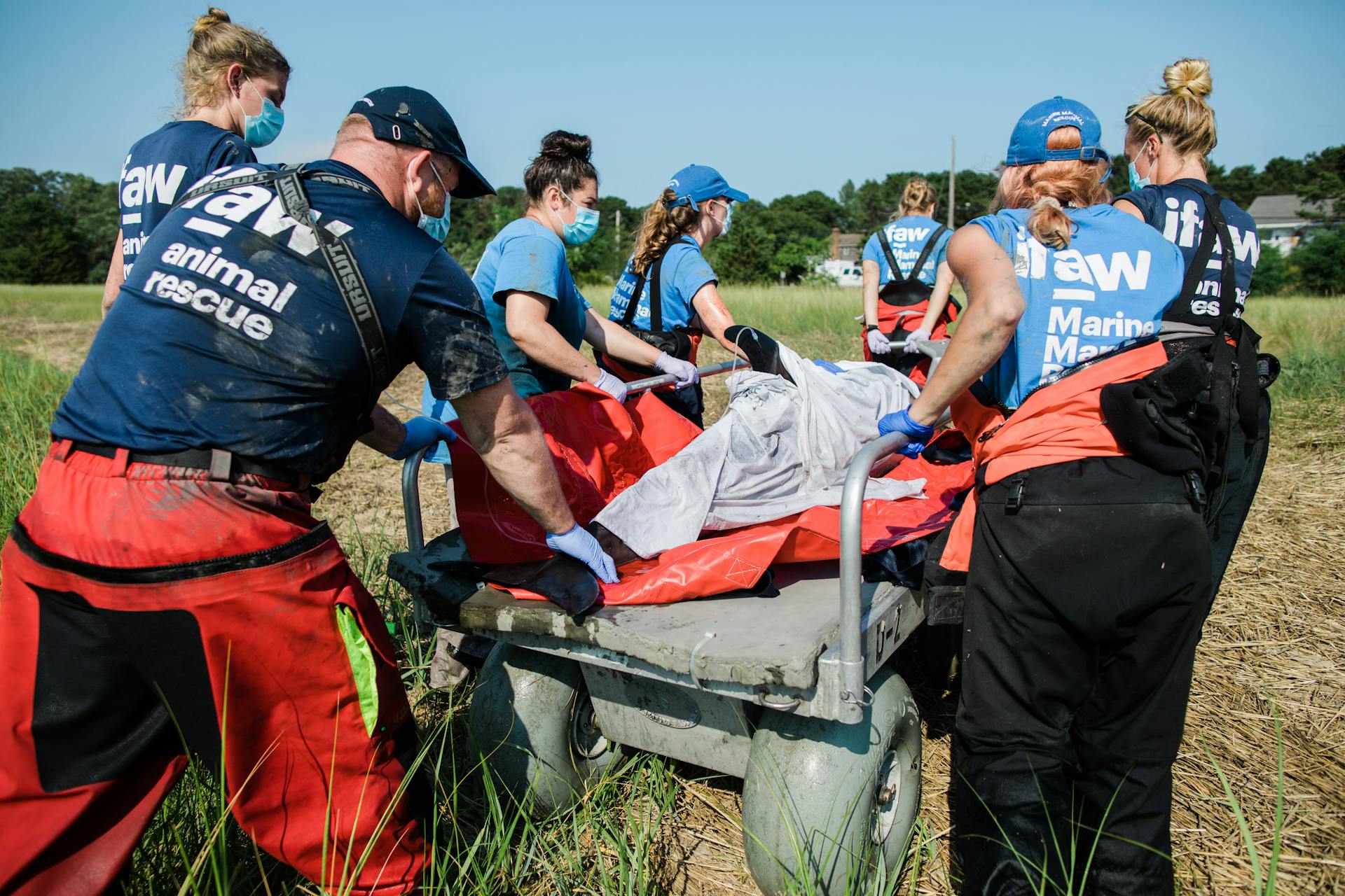 Rescuing a Dolphin