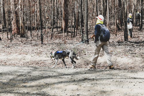 Free Person Walking With a Rescue Dog Stock Photo