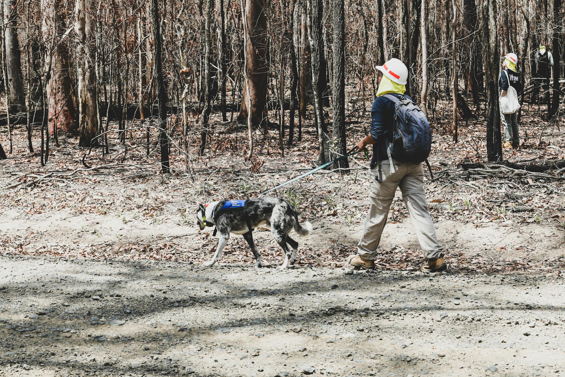 Une personne se promène avec un chien de sauvetage