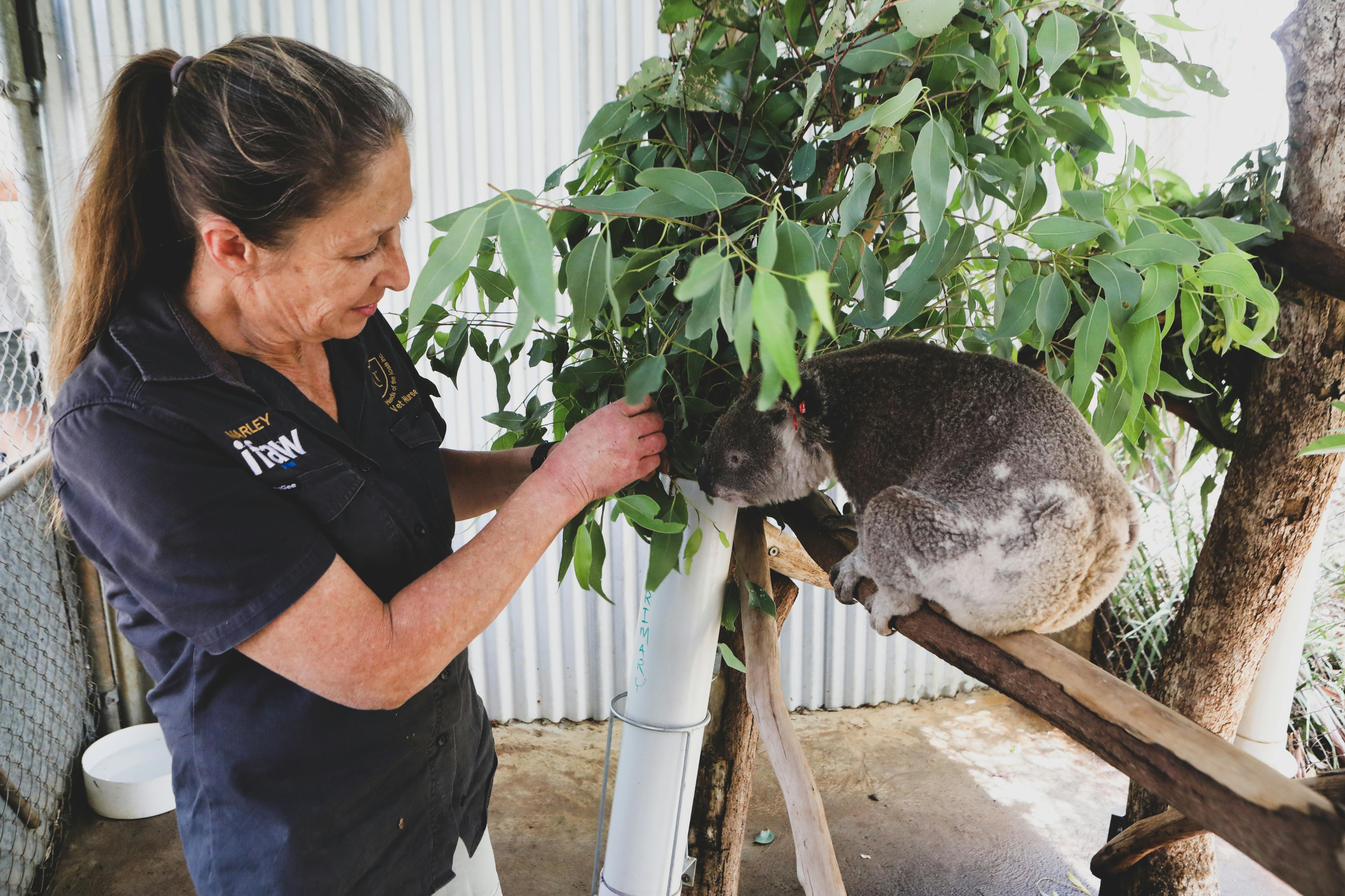 Animal Rescue Pets Koala Bear