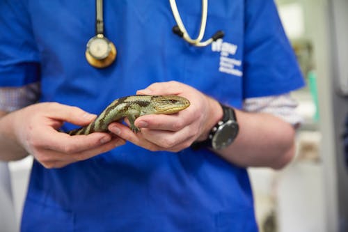 Veterinarian Holding a Blue-Tongued Lizard