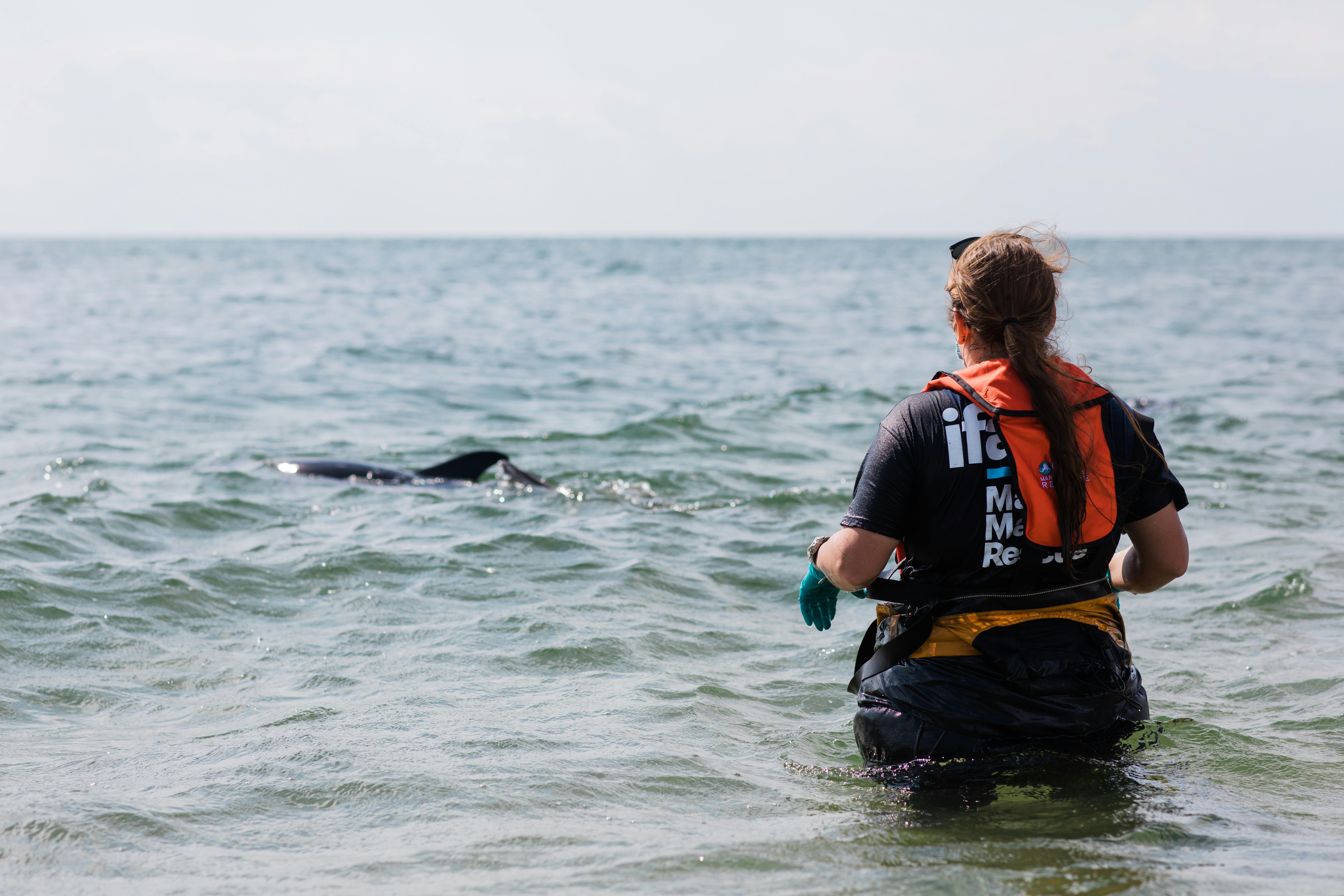 person looking at a dolphin