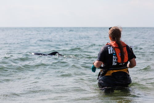 Kostnadsfri bild av atlanten, cape torsk, delfin