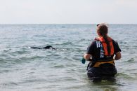 Person Looking at a Dolphin