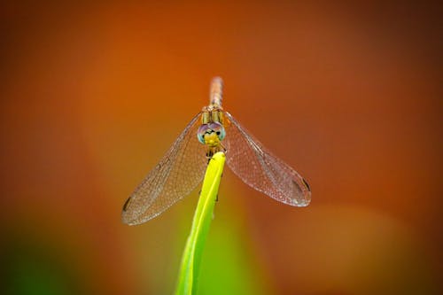 Free Close-Up Photo of a Dragonfly Stock Photo