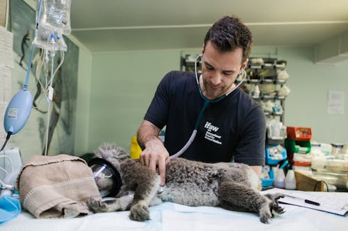 Free Veterinarian Checking a Koala Stock Photo