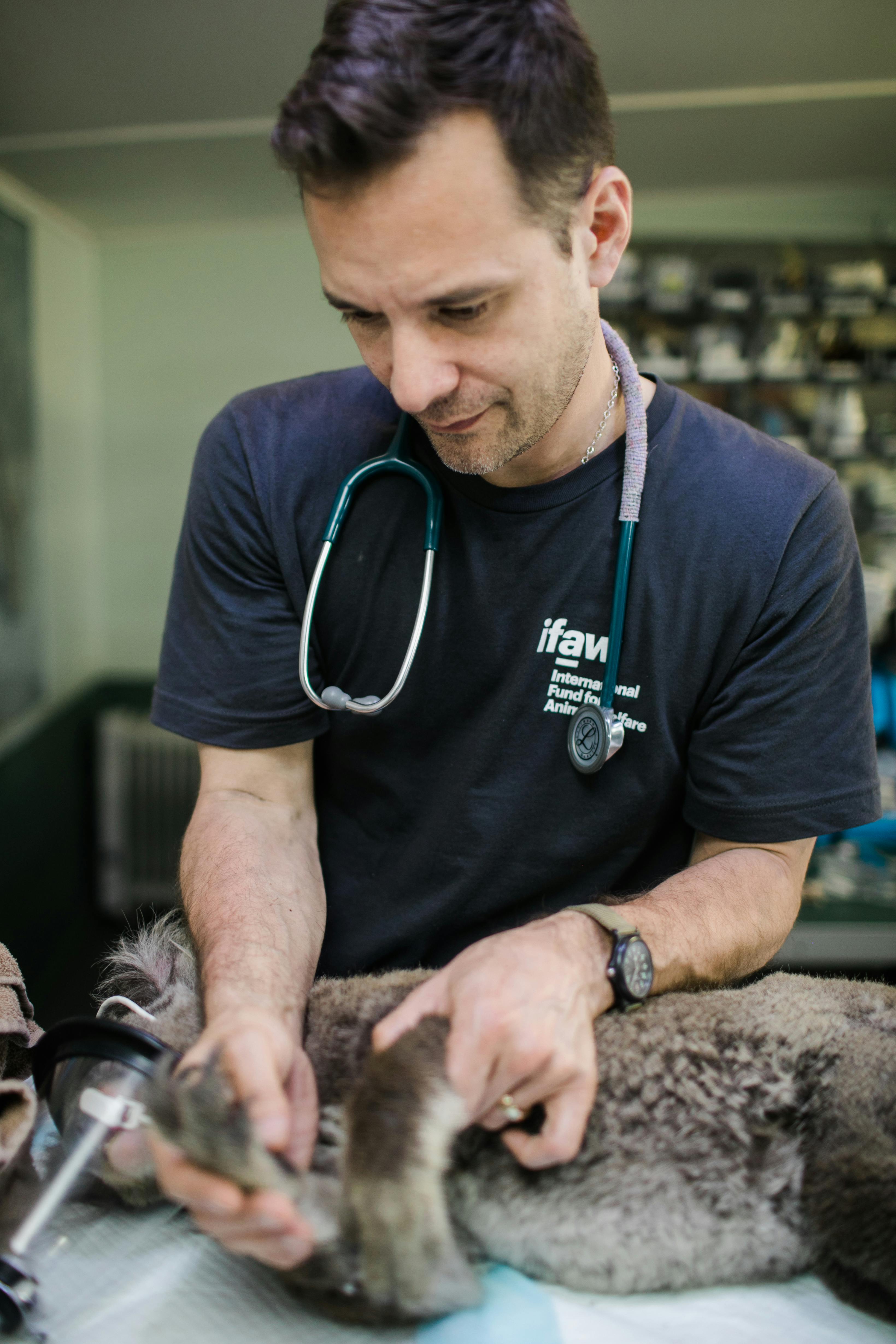 Veterinarian With a Koala · Free Stock Photo