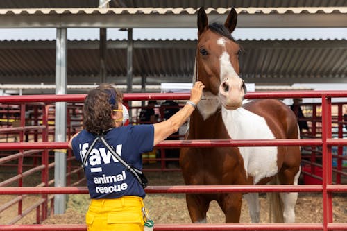 Free Woman Petting a Horse Stock Photo