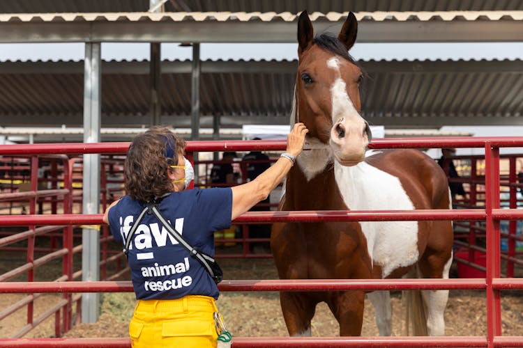 Woman Petting A Horse