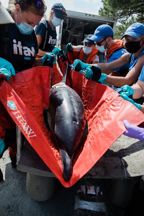 Rescuing a Dolphin