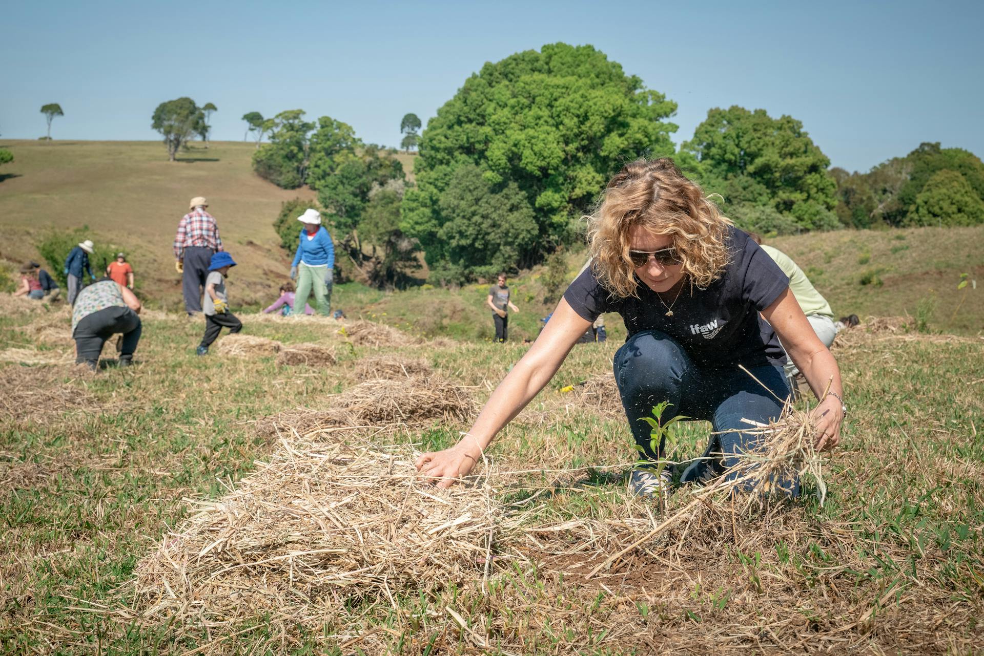 Volunteers Planting Trees