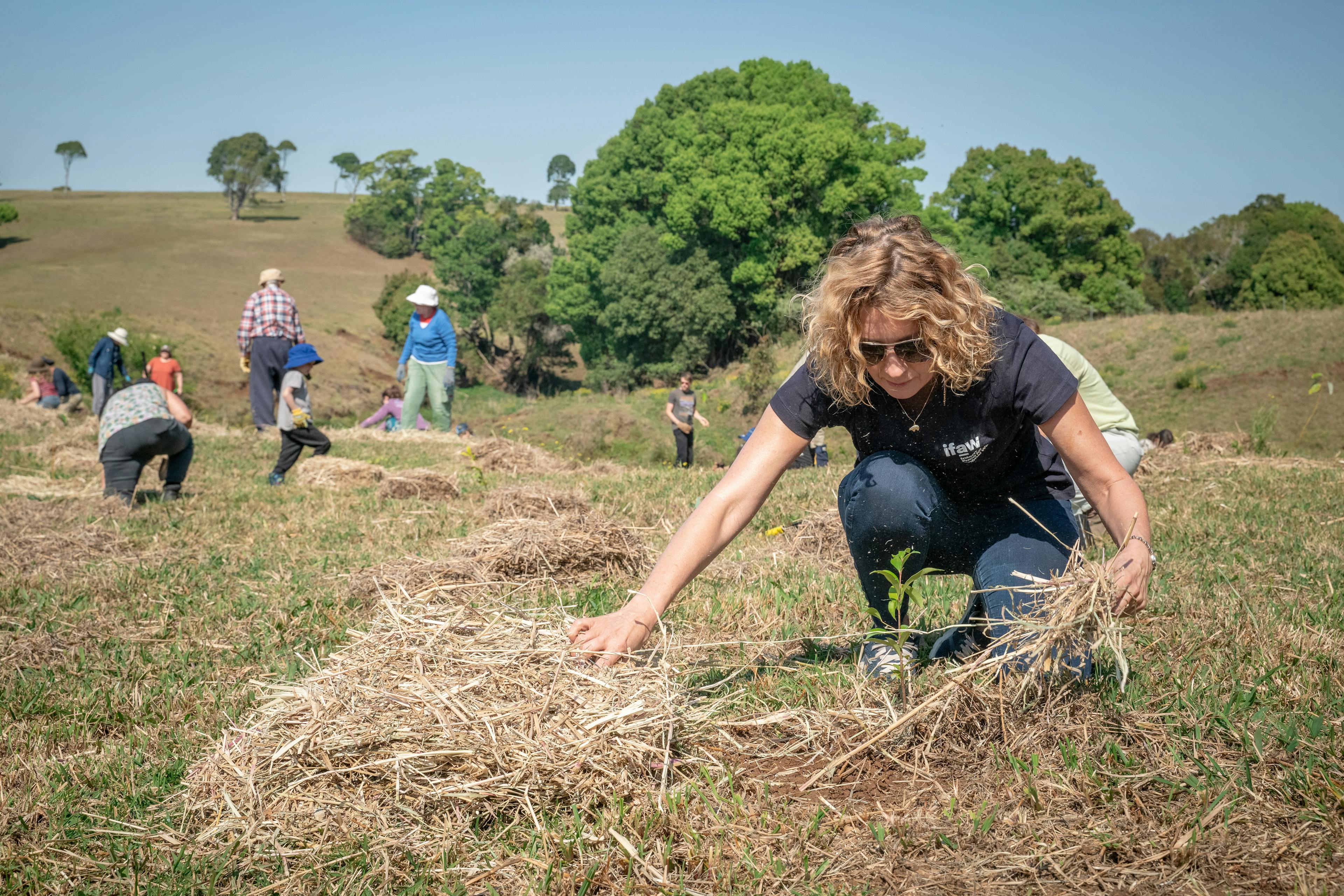 Volunteers Planting Trees