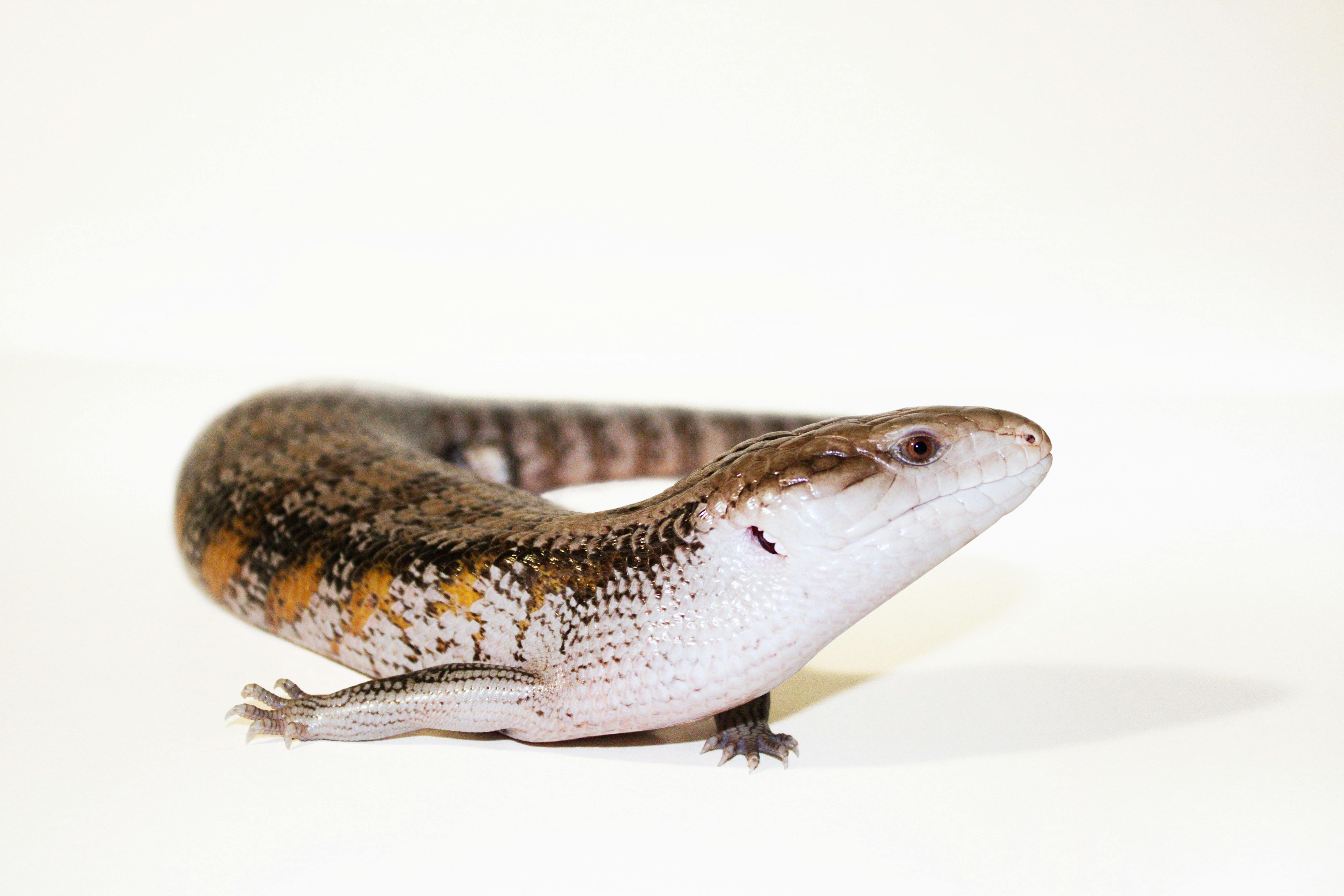 A north Australian blue tounged skink plain white background and floor