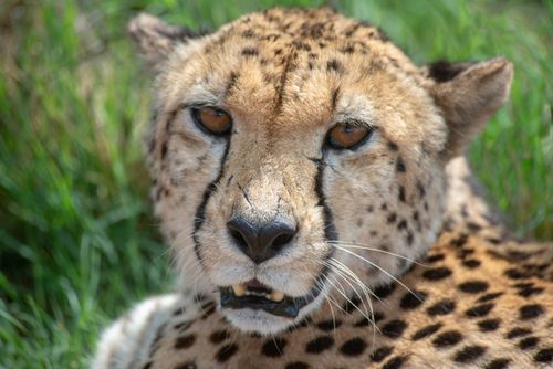 Free Captivating close-up of a cheetah's face exhibiting its spotted fur and intense gaze in a natural habitat. Stock Photo