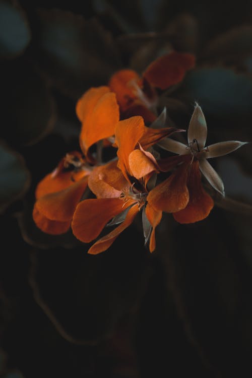 Gratis Foto stok gratis alam, alami, aromatik Foto Stok