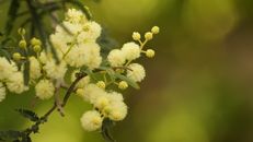 Flowering Sensitive Plant