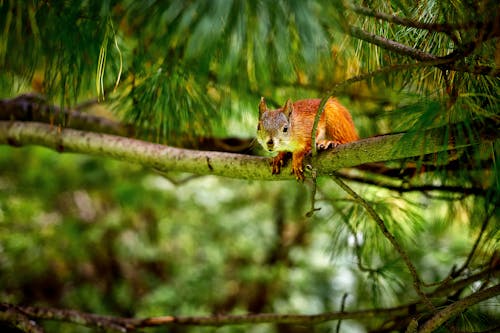 Close-Up Shot Squirrel Sitting on a Tree Branch