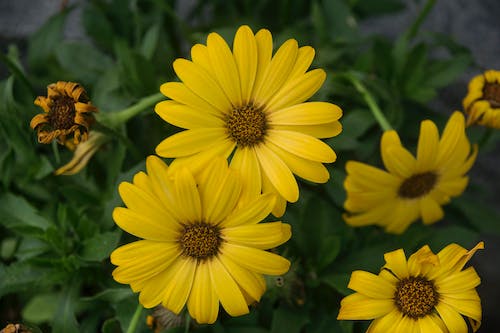 Close-Up Shot of Yellow Marguerites